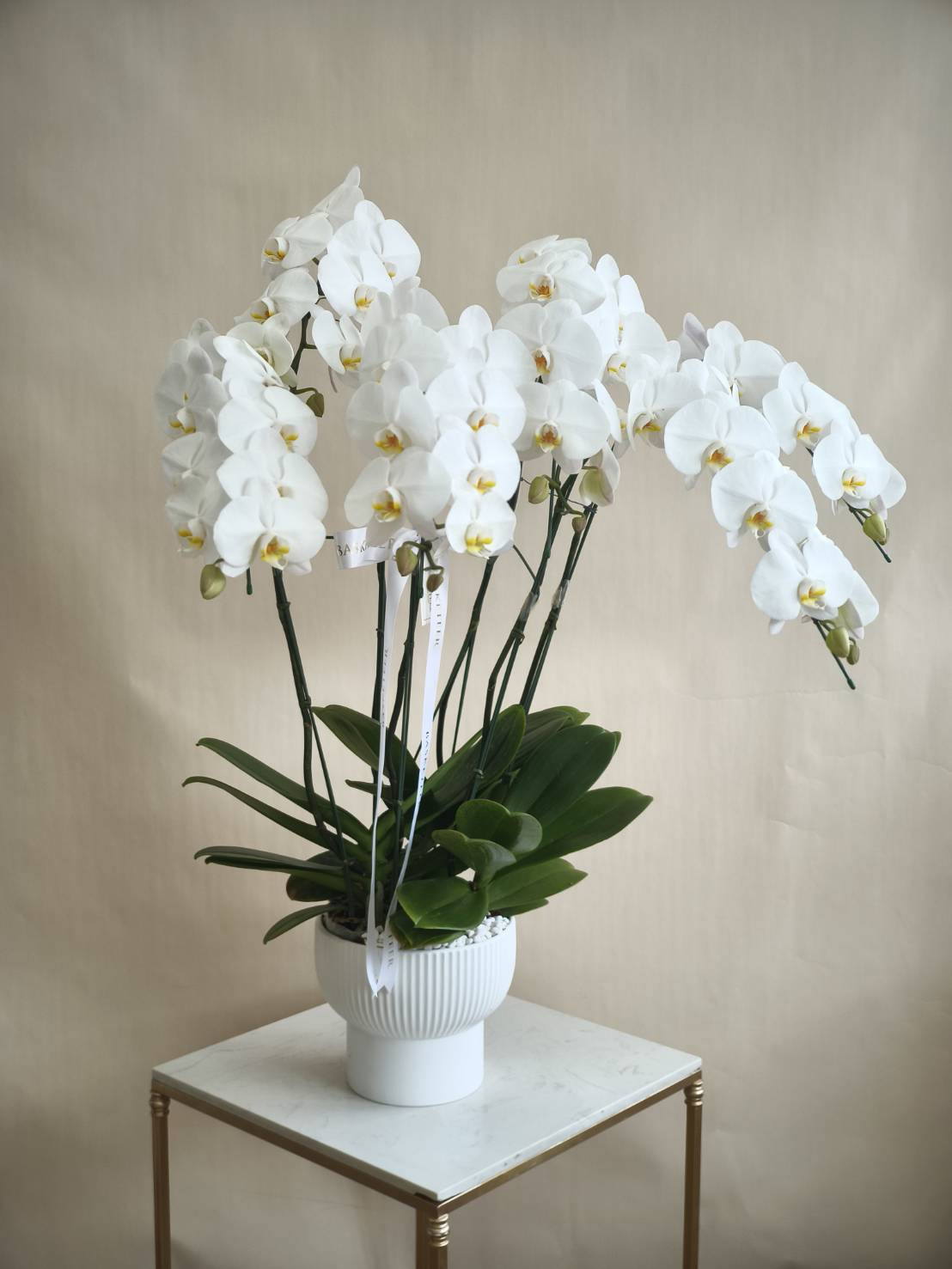 Luxury white orchid pot with multiple stems of Phalaenopsis orchids, arranged in a premium white ceramic pot with Basketeer ribbon.