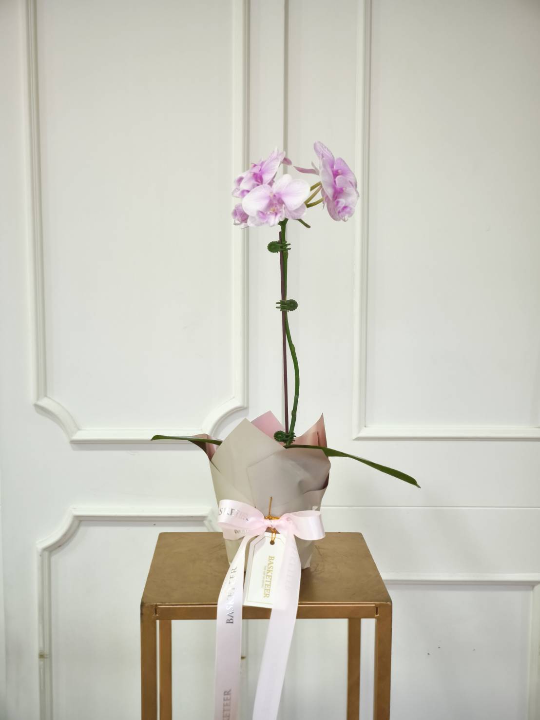 Minimalist pot with a single stem of pink Phalaenopsis orchid, wrapped with soft paper and tied with pink ribbon.