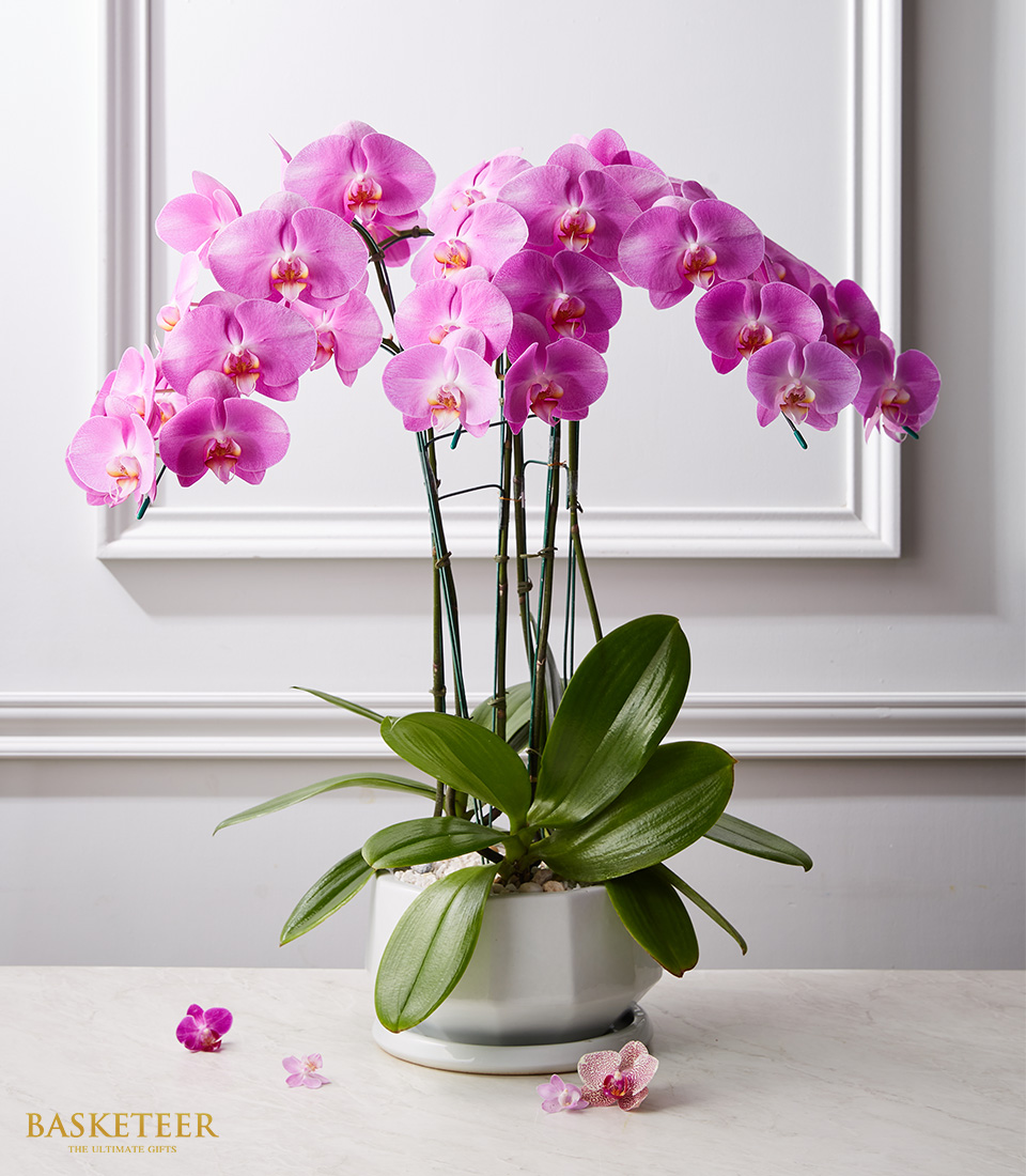 Regal Purple Orchid Gift Set, Orchid In a Plant Pot Gift Set, Orchid Gift Set.
