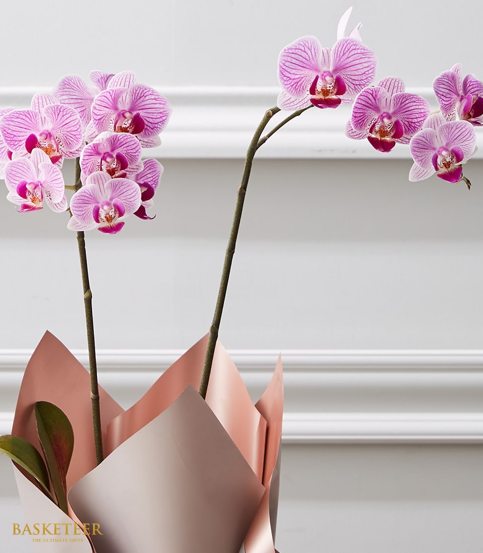 A luxurious close-up of an elegant potted orchid plant showcasing delicate pink and white blossoms with radiant yellow centers. The exquisite plant is wrapped in a lustrous, rose-gold paper, adding a touch of sophistication and elegance. Set against a refined white backdrop with subtle molding, the scene exudes an air of opulence. The distinguished 