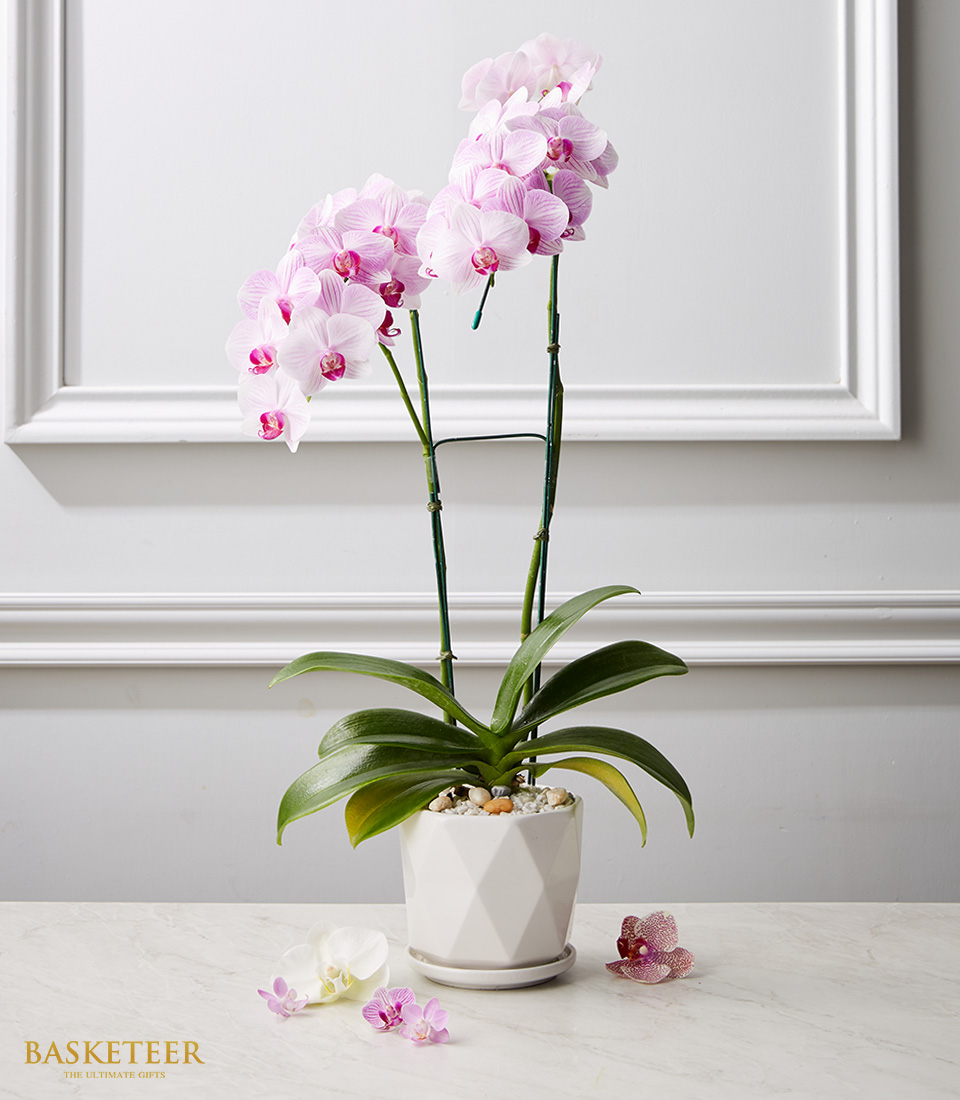 Orchid Serenity Gift Set, Orchid in a Plant Pot.