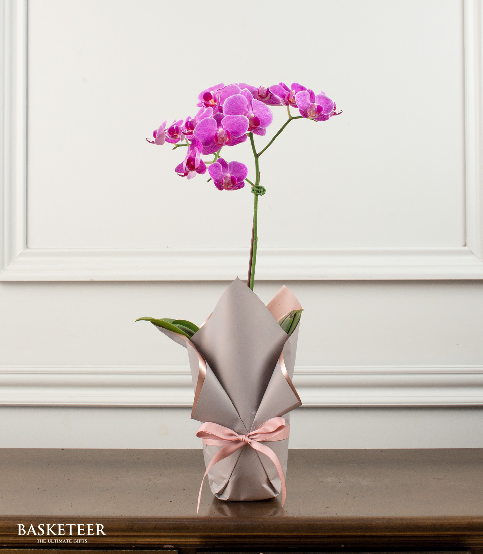 Orchid Royalty Bloom Gift Set, Orchid In a Plant Pot Gift Set, Orchid Gift Set.