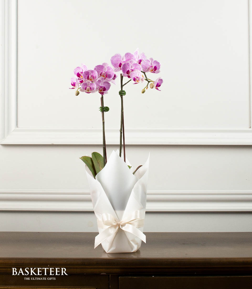Purple Orchid Serenade Gift Set, Orchid In a Plant Pot Gift Set, Orchid Gift Set.