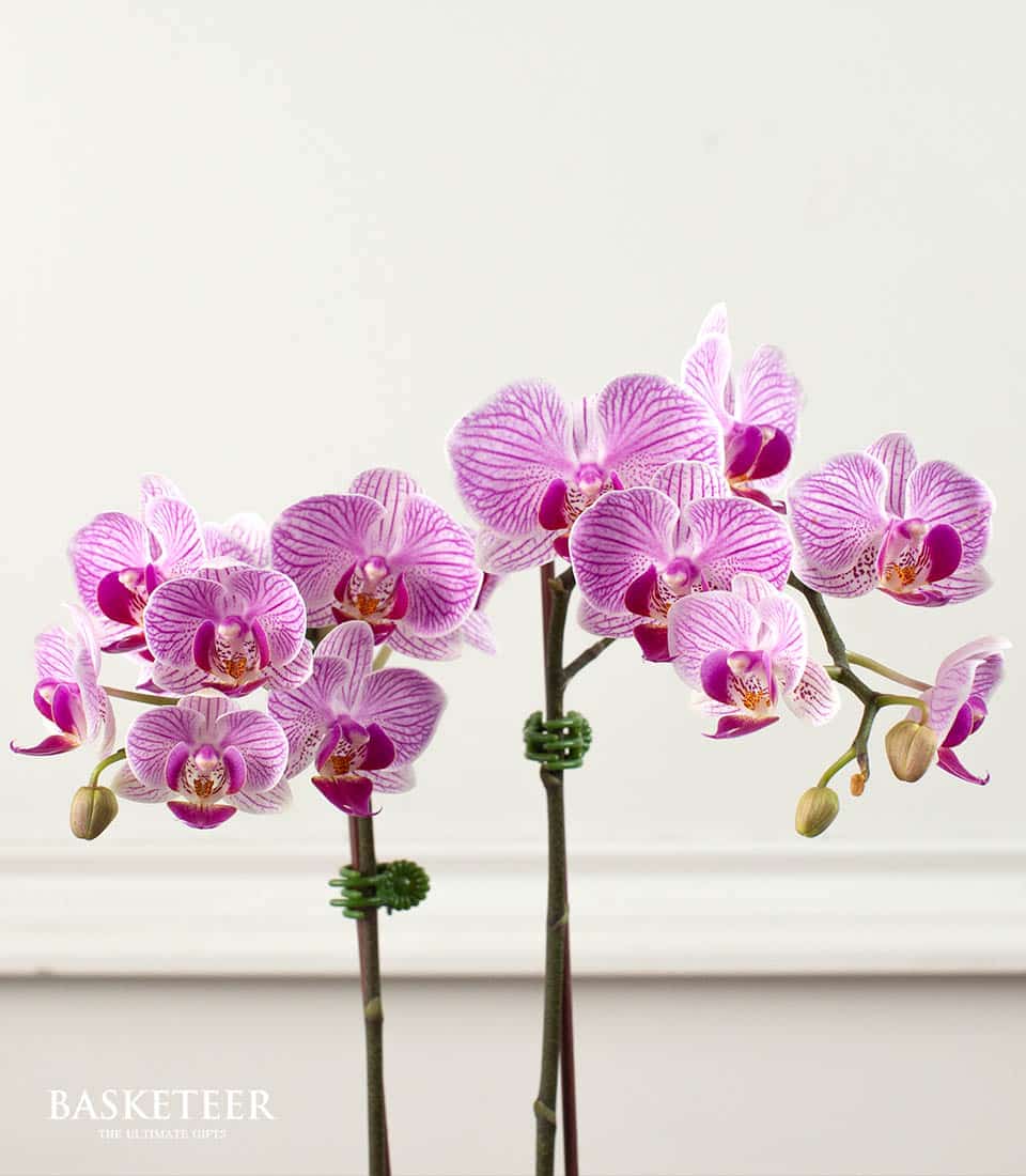 A lavish arrangement of vibrant pink and white Phalaenopsis orchids in full bloom, displayed on delicate green stems with promising buds yet to unfurl. Each blossom boasts intricate patterns, creating a captivating contrast against the pristine white background. A tasteful nod to luxury is subtly presented with the word 