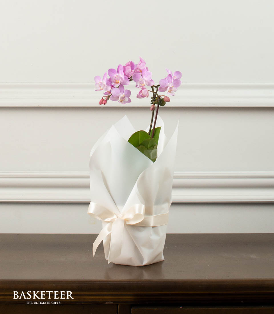 Soft Purple Orchid Gift Set, Orchid In a Plant Pot Gift Set, Orchid Gift Set.