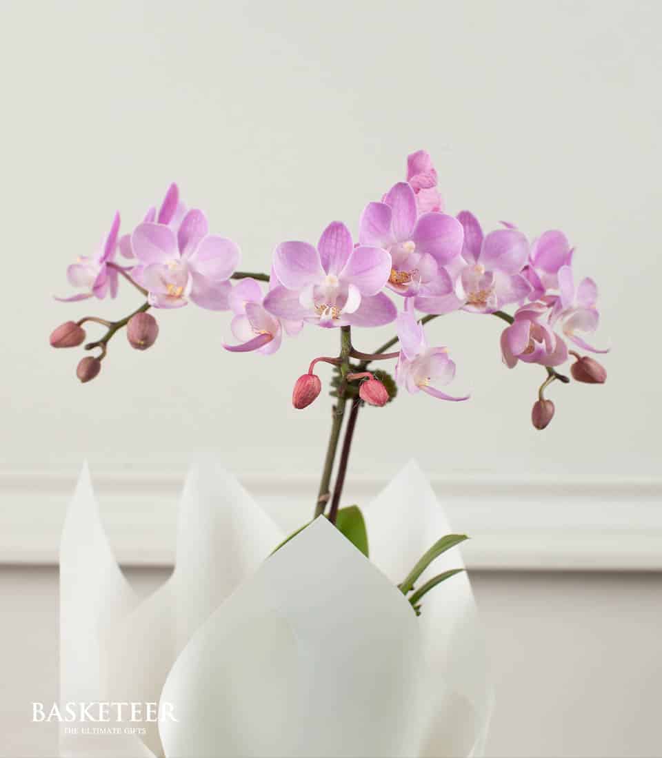 A radiant pink orchid, adorned with an abundance of blossoms and tender buds, graces a refined white pot elegantly wrapped in delicate white paper. The scene is set against a gentle, neutral backdrop that enhances the flower's natural beauty. In the bottom left corner, the distinguished 