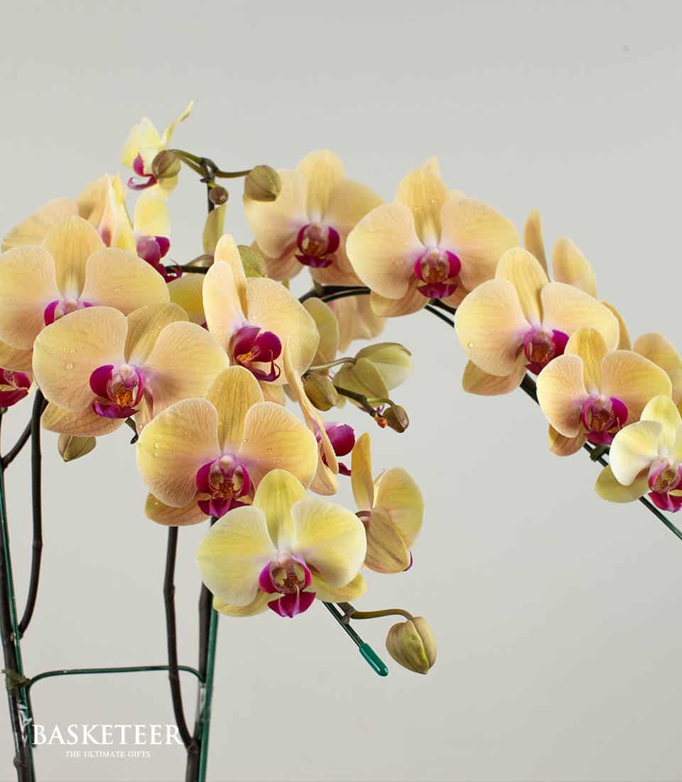 A luxurious arrangement of blooming yellow orchids with delicate pink centers, gracefully arched on elegant stems. The exquisite flowers are meticulously secured with tasteful green clips, set against a serene neutral backdrop. Enhancing the sophisticated scene is the prestigious 