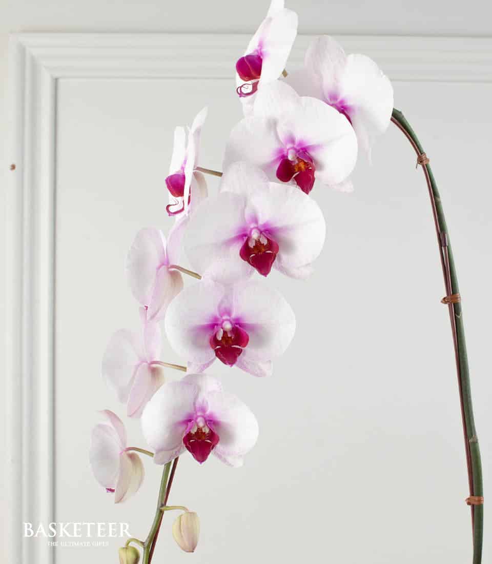 A luxurious cascade of white orchids with delicate pink and magenta centers, gracefully arched against an opulent soft white background. The prestigious 
