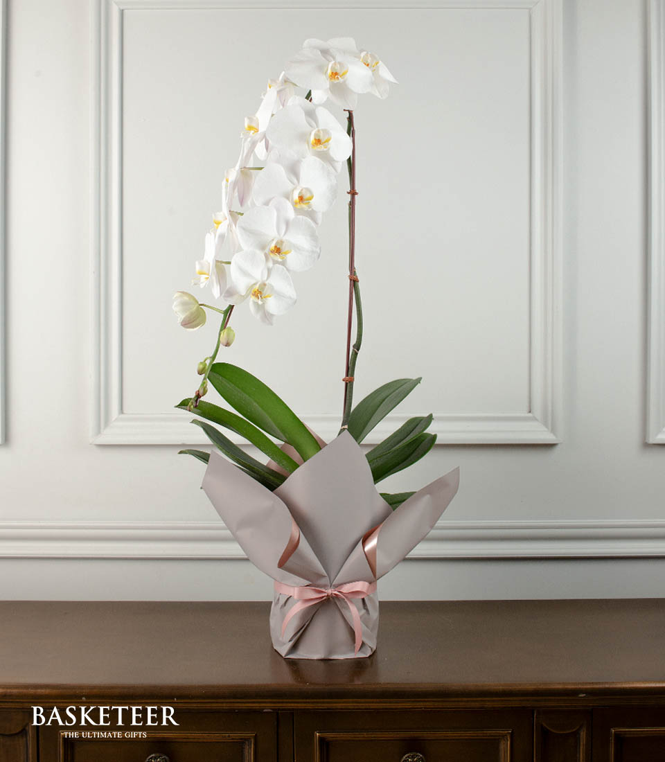 Orchid Frost Elegance Gift Set