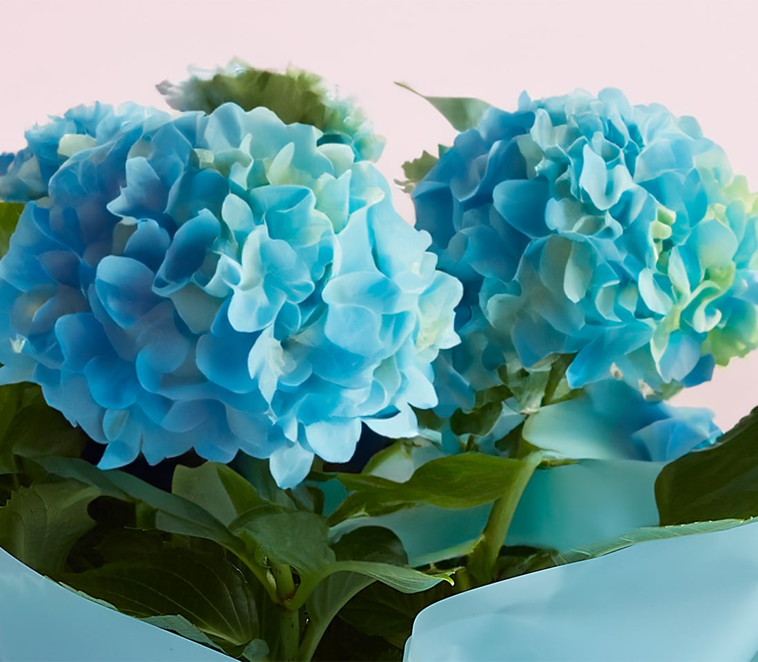 Close-up of luxurious, vibrant blue hydrangea flowers by Basketeer, their lush green leaves beautifully offset against a soft pink background. Each petal is meticulously layered to form large, captivating blooms that exhibit a ravishing spectrum of blue hues. The scene exudes elegance and sophistication, inviting one to revel in the sumptuous textures and striking color contrasts masterfully curated by Basketeer.