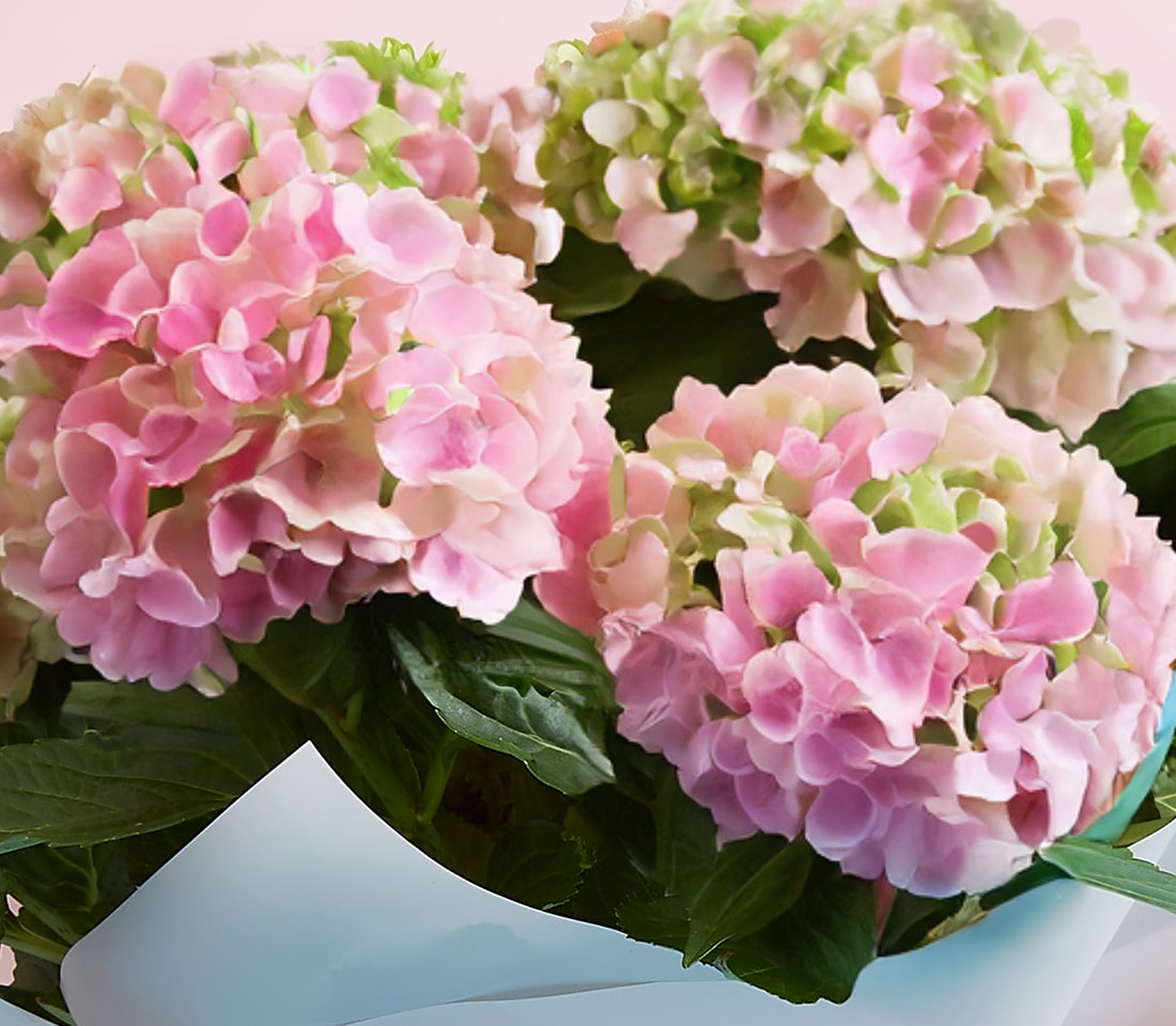A stunning bouquet of pink hydrangeas adorned with lush green accents, featuring large, round clusters of delicately layered petals. The flowers are nestled in vibrant green leaves and elegantly wrapped in pristine white paper. Set against a soft pink background, the arrangement exudes luxury and sophistication. A ribbon emblazoned with the Basketeer logo graces the bouquet, adding an extra touch of exclusivity to this inviting scene.