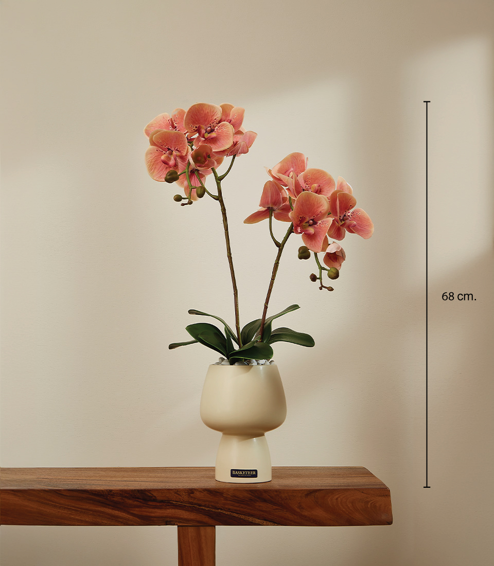 A pink orchid with delicate blooms displayed in a modern white vase. The orchid is placed on a wooden table against a neutral background, The orchid height 68 cm. tall.