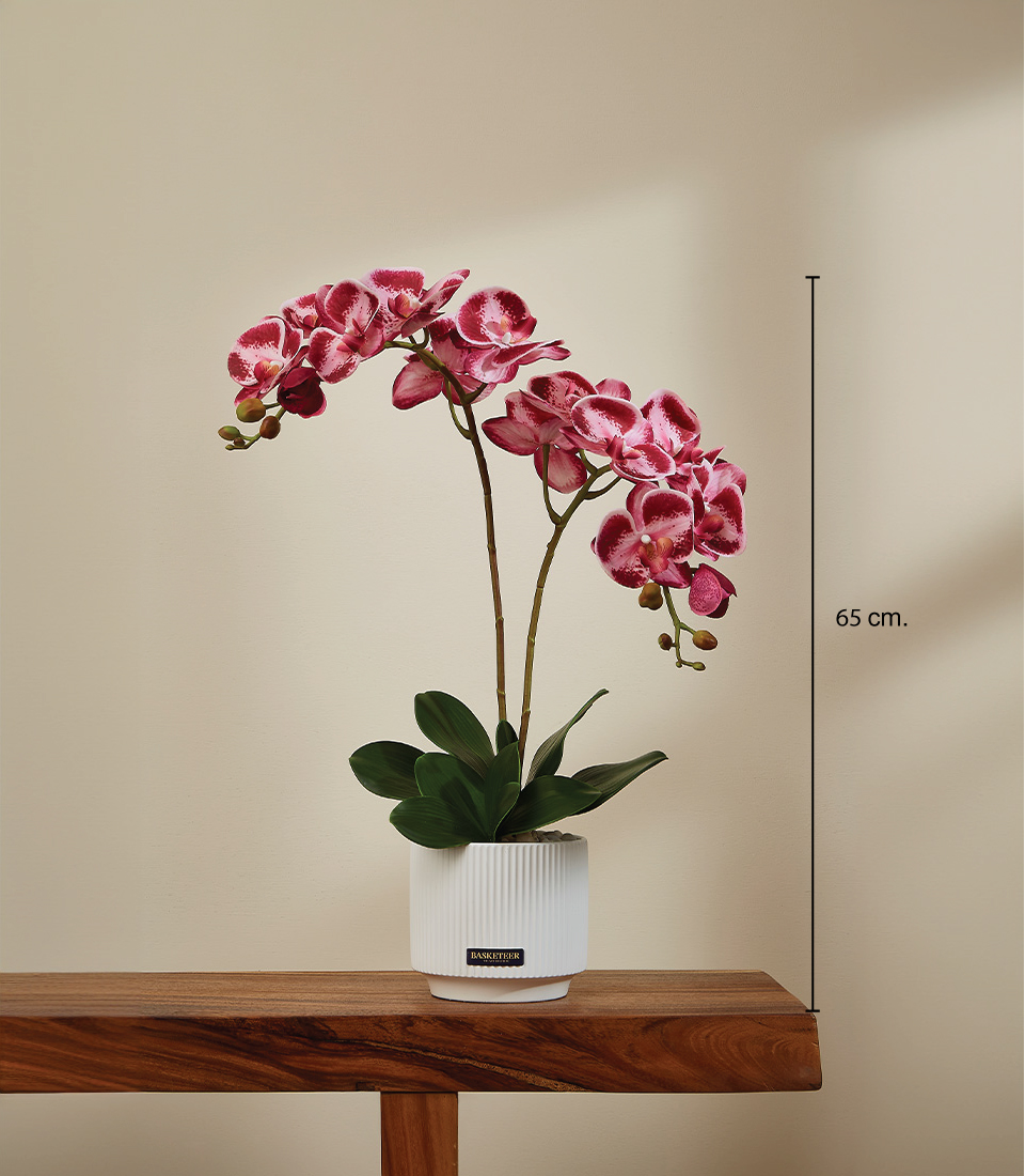 Lifelike vivid pink Phalaenopsis orchid arrangement with white accents, realistic green stems and leaves in a modern white ceramic pot, measuring 65 cm in height