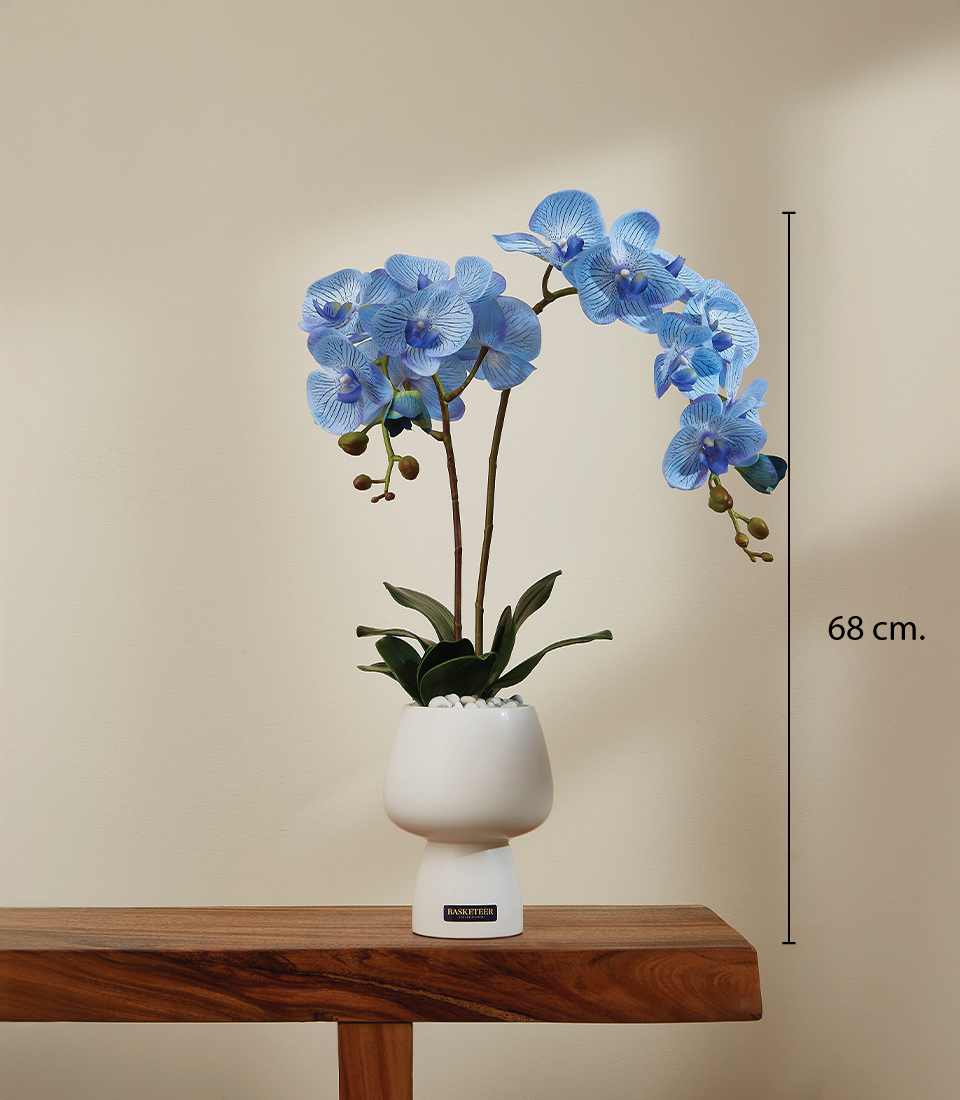 Blue orchid arrangement in a white vase on a wooden table, The orchid height 68 cm. tall.