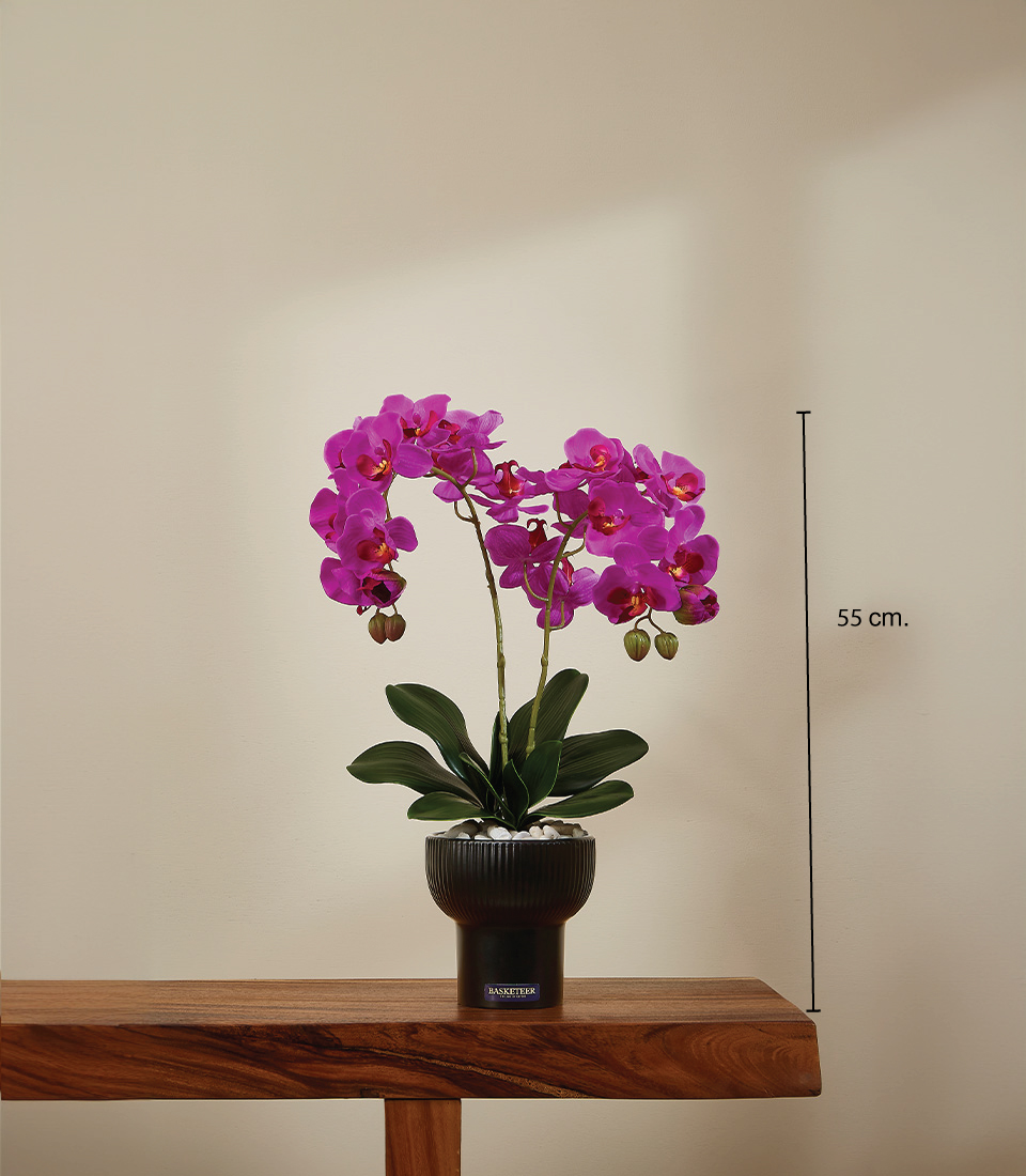 Magenta Phalaenopsis Orchid in Black Pot, 55 cm height