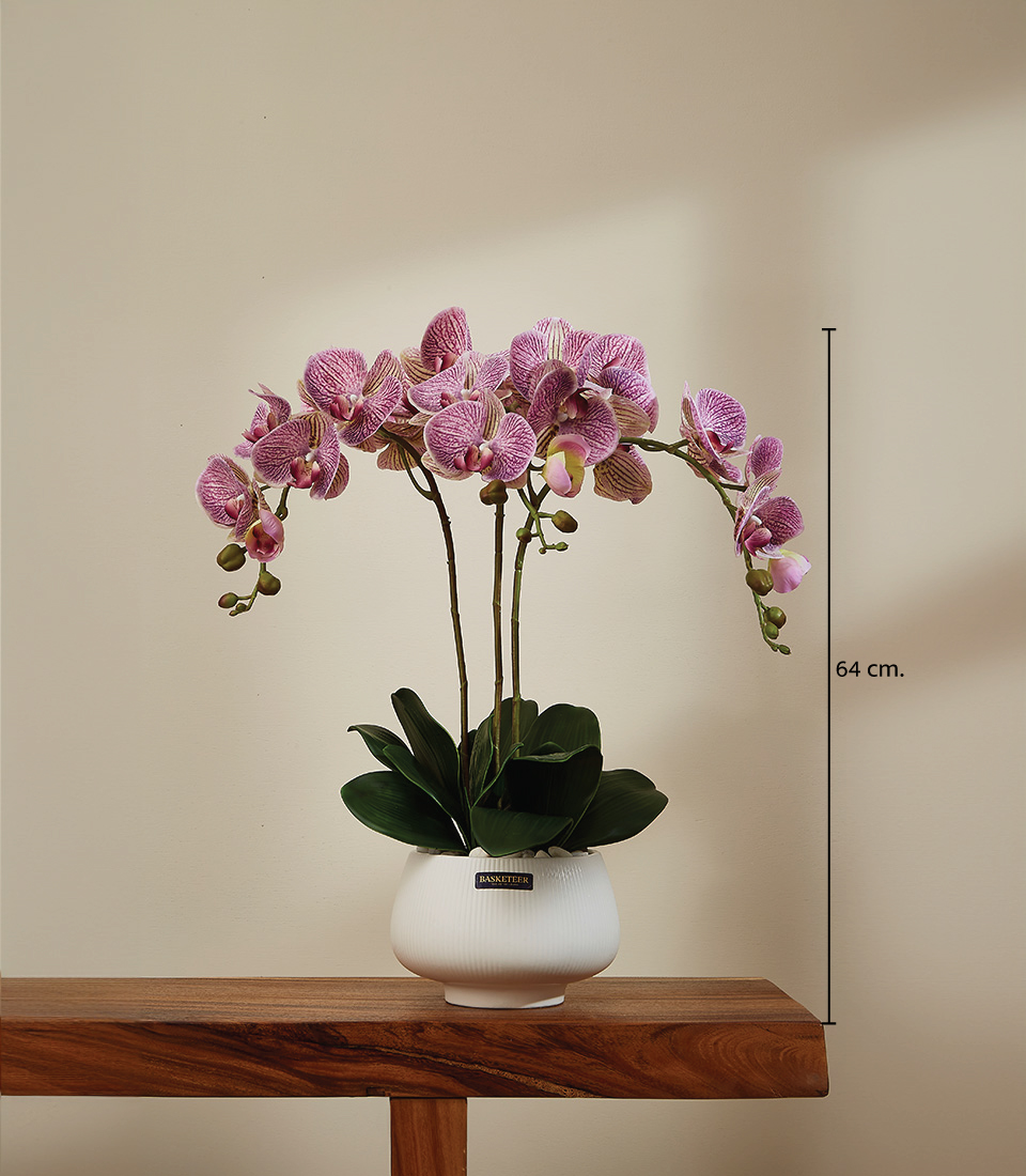 Elegant arrangement of pink veined orchids in a white ceramic pot, measuring 64 cm in height