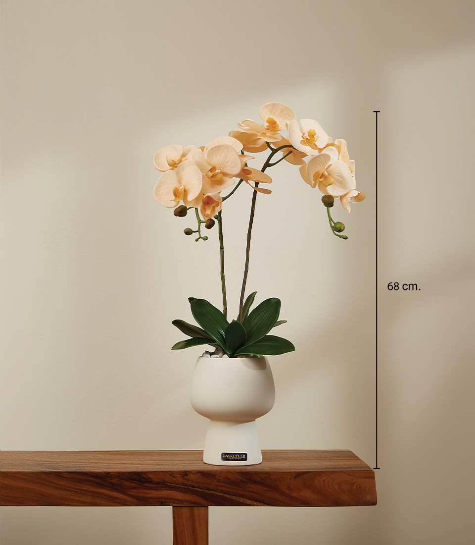 Creamy Peach Elegance Artificial Orchid in White Pot - 68 cm