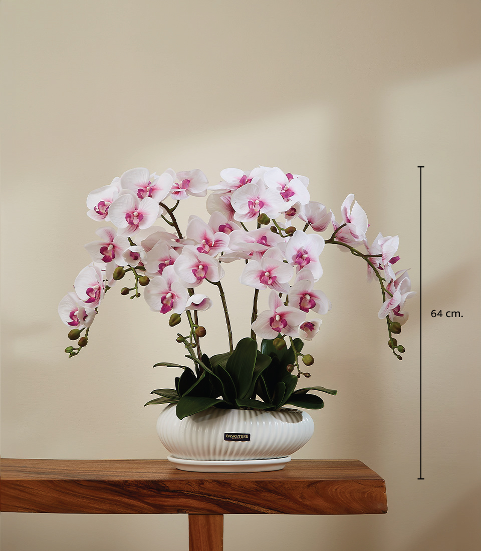 Elegant Pink Orchid in White Ribbed Planter on Wooden Table, 64 cm Tall