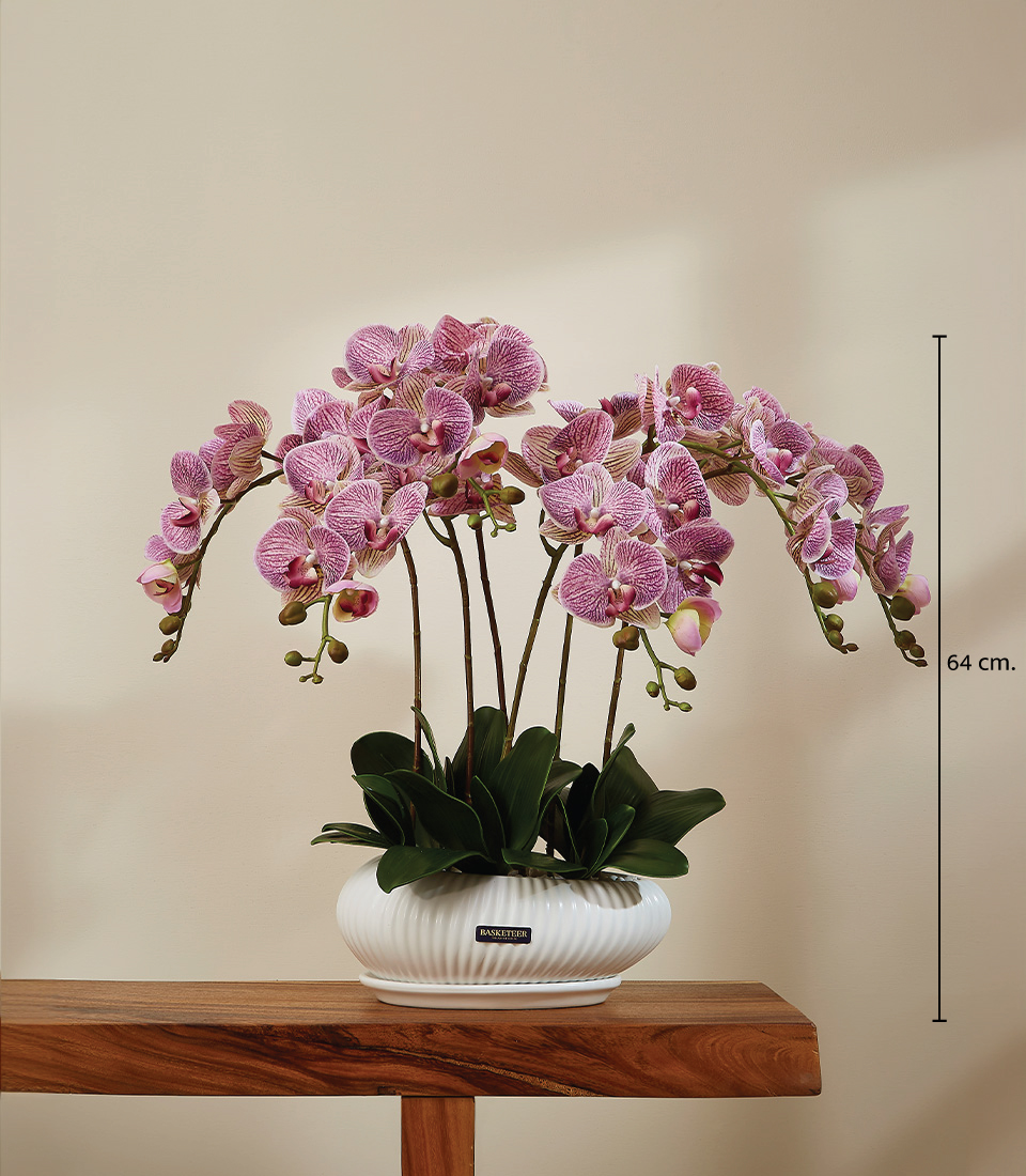 Pink Majesty Orchid Arrangement in White Ribbed Ceramic Pot with a height of 64 cm.