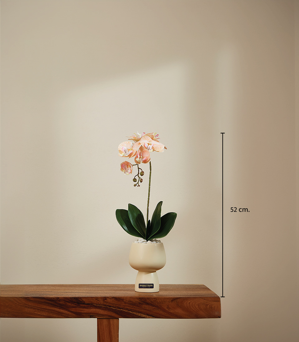 Elegant Peach Orchid in a Beige Ceramic Pot standing at 52 cm