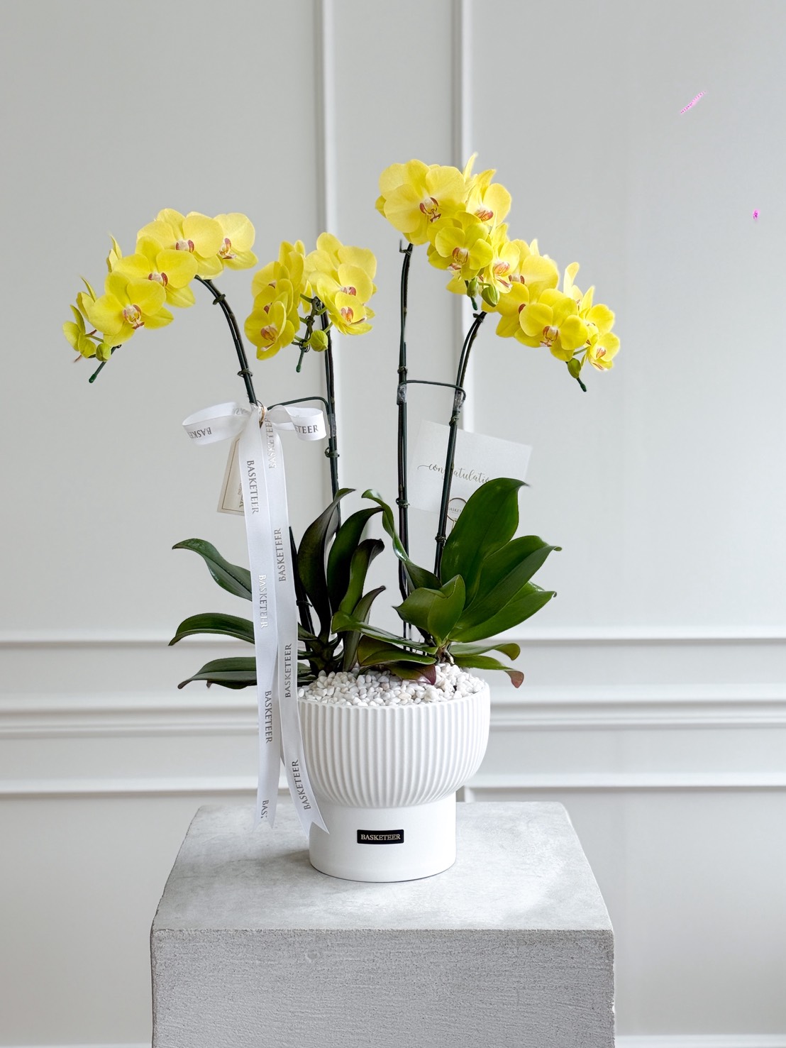 A white ribbed ceramic pot with two tall stems of Sunny Phalaenopsis Orchid and green leaves, decorated with white ribbons and cards, stands on a grey pedestal in front of a white panelled wall.