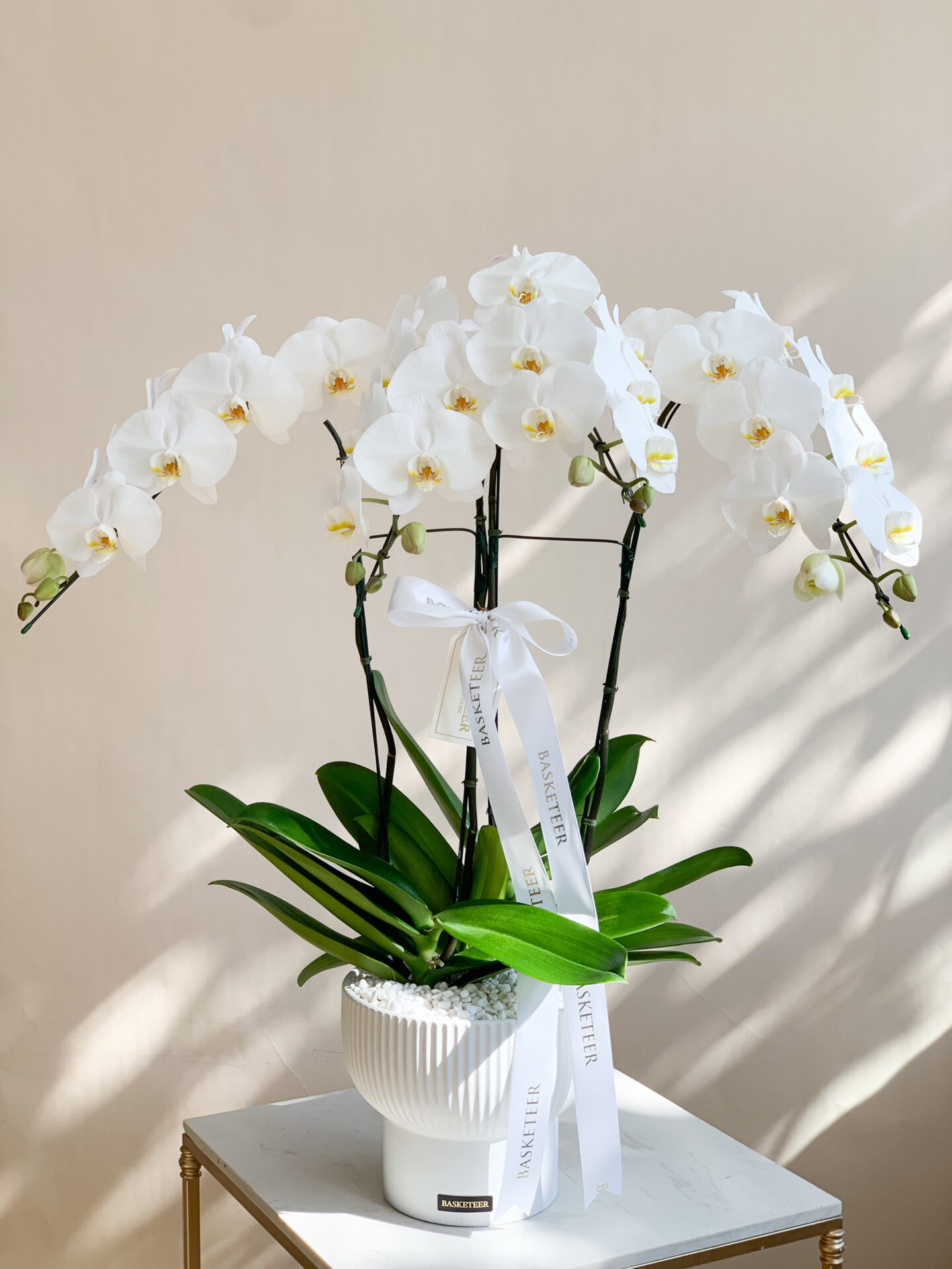 A large white Phalaenopsis orchid plant in a white ceramic pot with decorative white stones. The orchid has multiple stems and many fully bloomed white flowers. The pot is labeled 