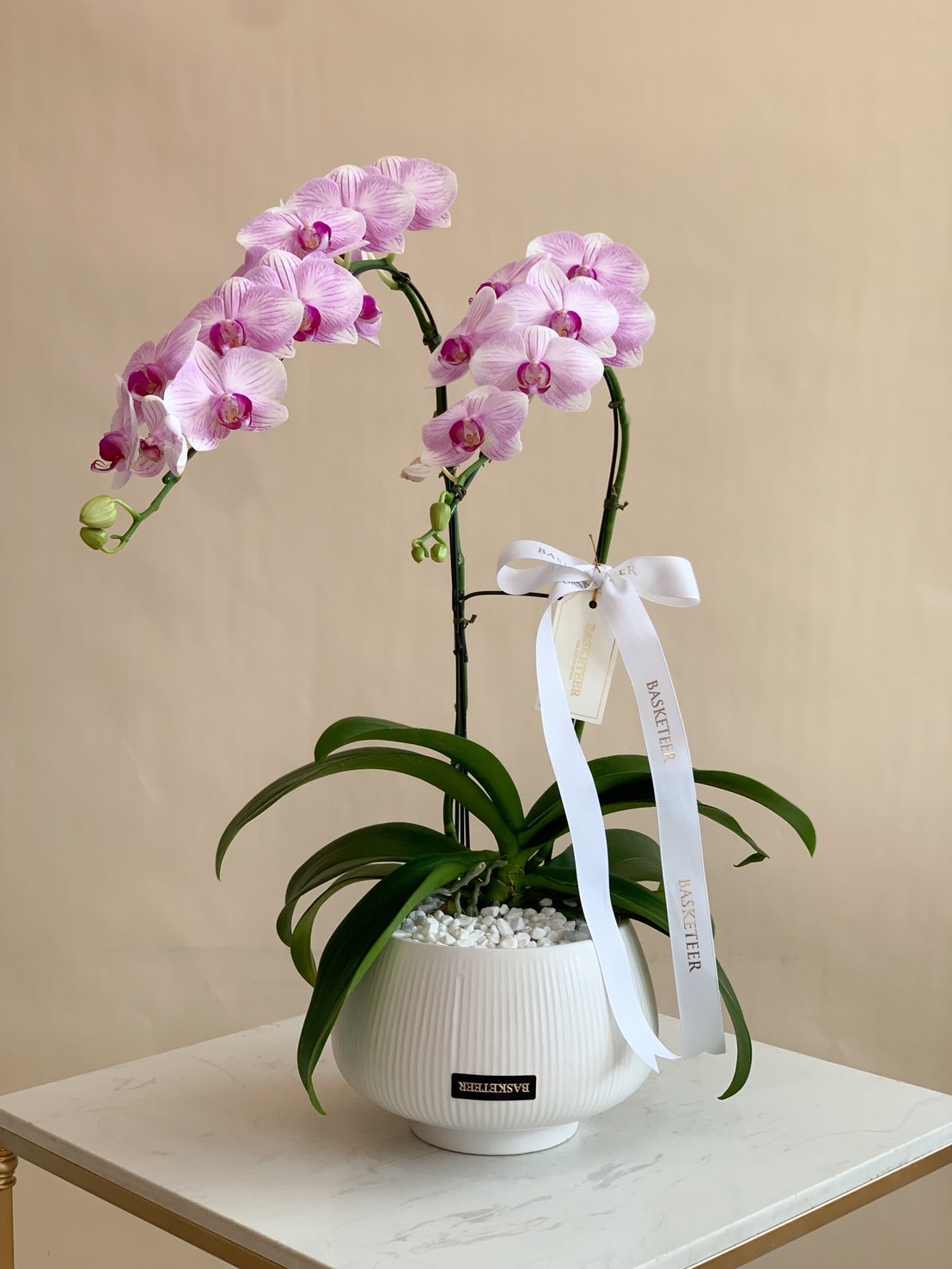 A twin-stem pink orchid in a white ceramic pot, beautifully arranged with a Basketeer ribbon, ideal for housewarming gifts, office décor, and special occasions.