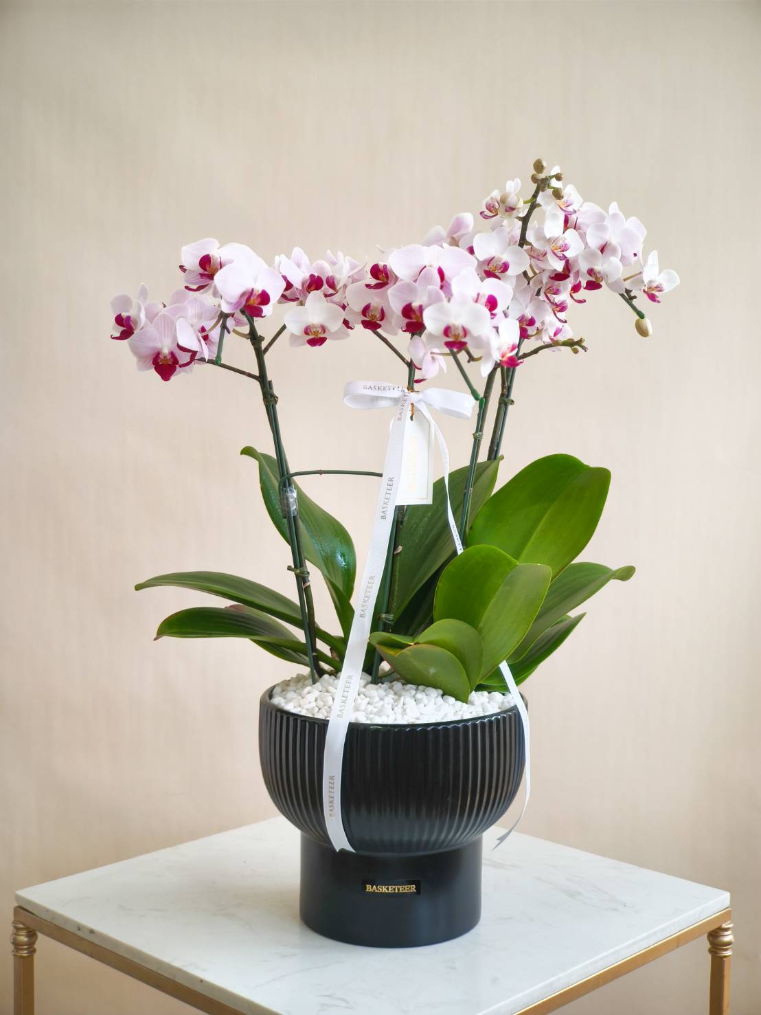 Elegant Phalaenopsis orchid arrangement with white and magenta blooms in a modern black ceramic pot, decorated with white stones and satin ribbon.