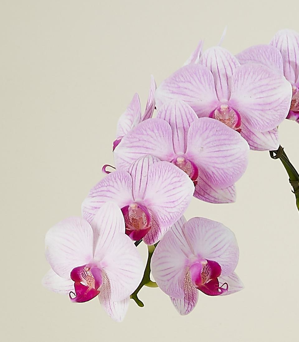 A close-up of a Phalaenopsis orchid with multiple pink and white striped petals. The orchid's stem is green with visible leaves.