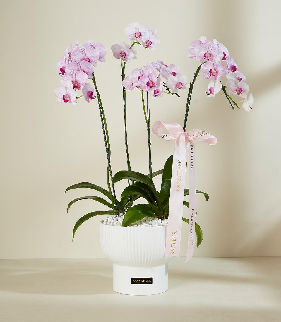 A large, elegant orchid arrangement featuring multiple Phalaenopsis orchids with delicate pink and white blooms. The orchids are displayed in a tall, white ceramic planter with a ribbed texture. A pink ribbon is tied around the planter.