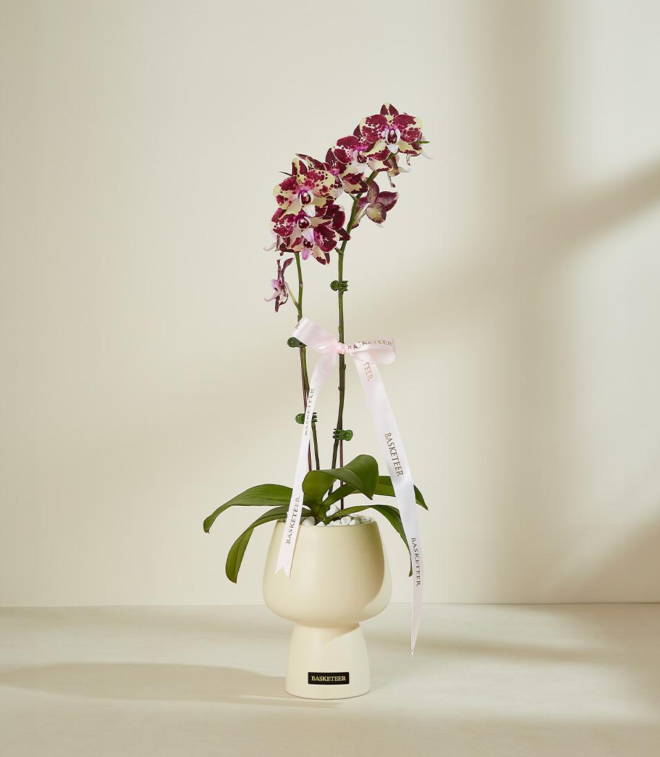 A white pot containing a tall orchid plant with purple and white flowers on a long stem. The pot has a modern, rounded design and is adorned with a light pink ribbon tied into a bow. The background is a plain light-colored wall with soft shadows.