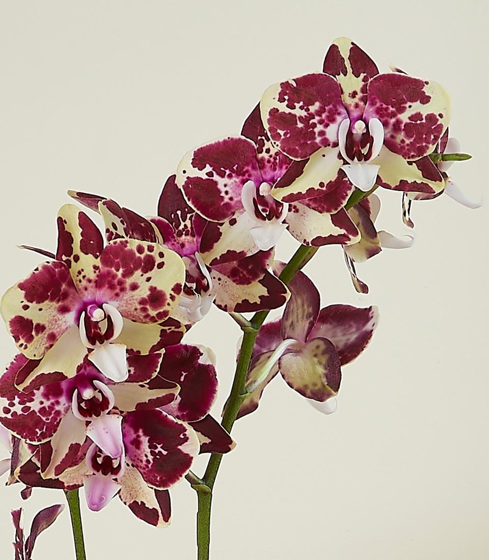 Close-up of a stem of orchids featuring multiple blooms. The flowers have a mottled pattern with maroon and white colors. The background is plain and off-white, emphasizing the vibrant, detailed petals and the lush green stem.