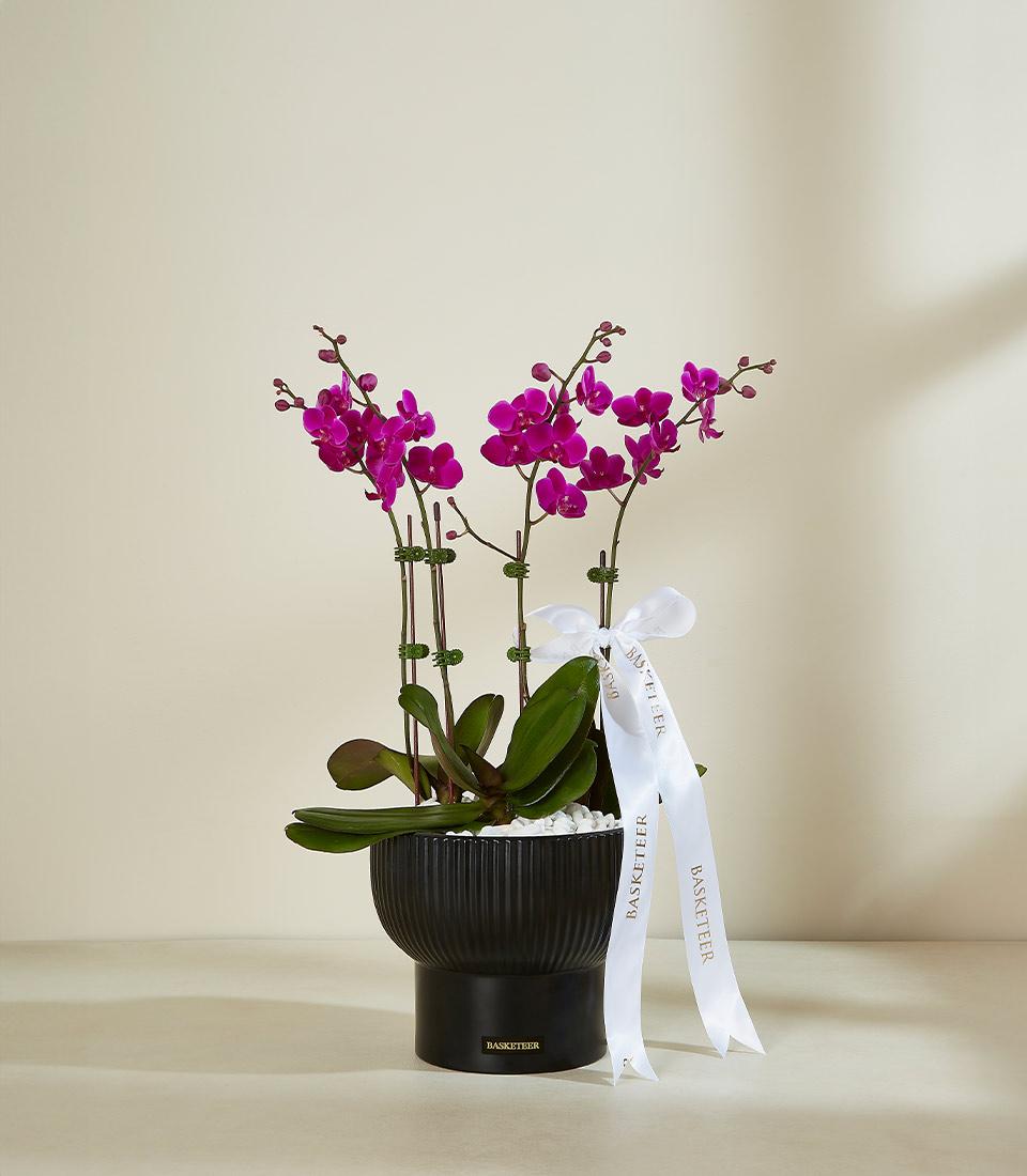 A black, ribbed pot holds several vibrant pink orchid blooms. The pot is adorned with a white ribbon tied into a bow, with 