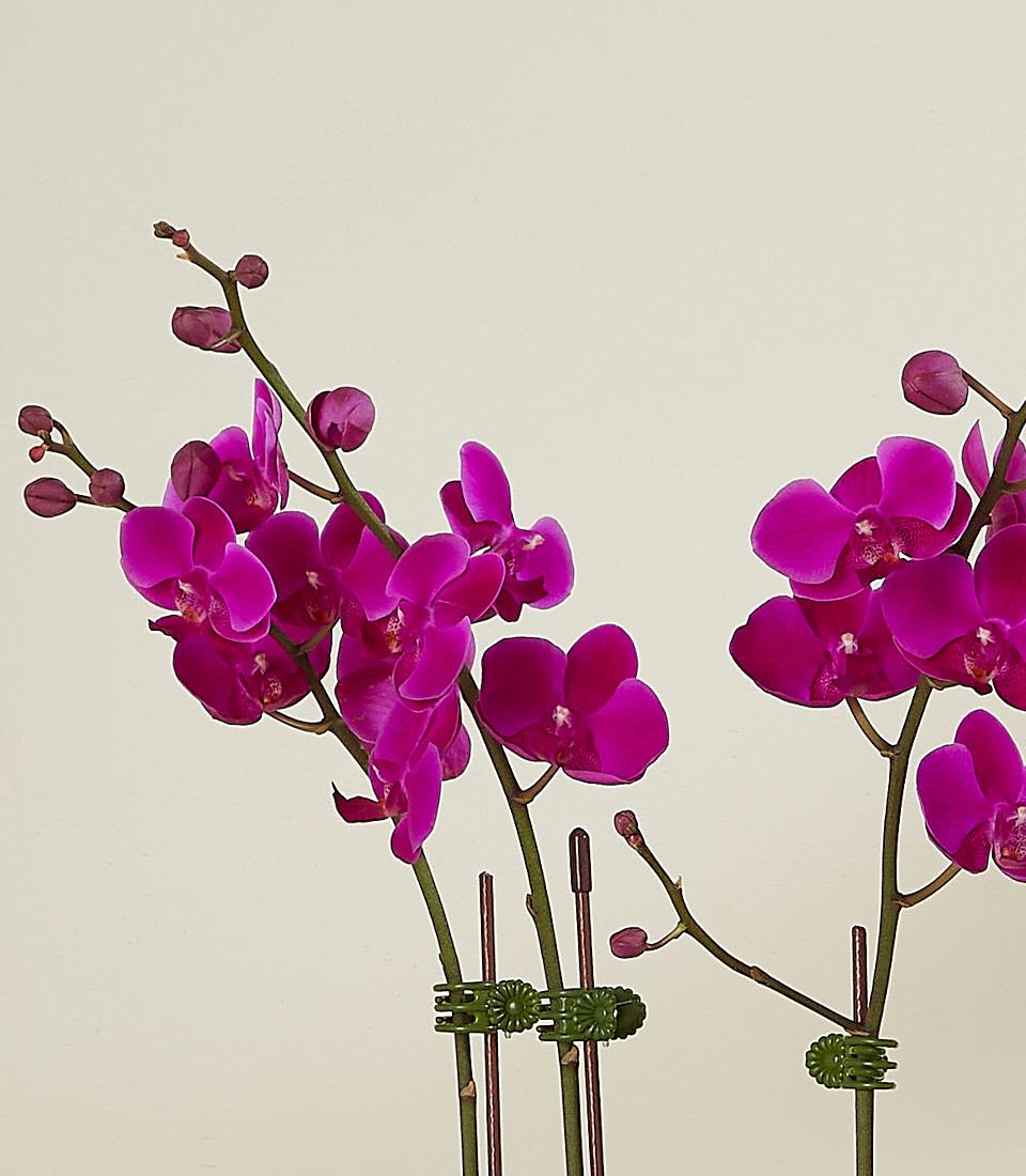 A close-up of vibrant magenta orchids with several blossoms and buds, set against a plain, light-colored background. The flowers are arranged on slender green stems, each supported by green clips attached to tall stakes.