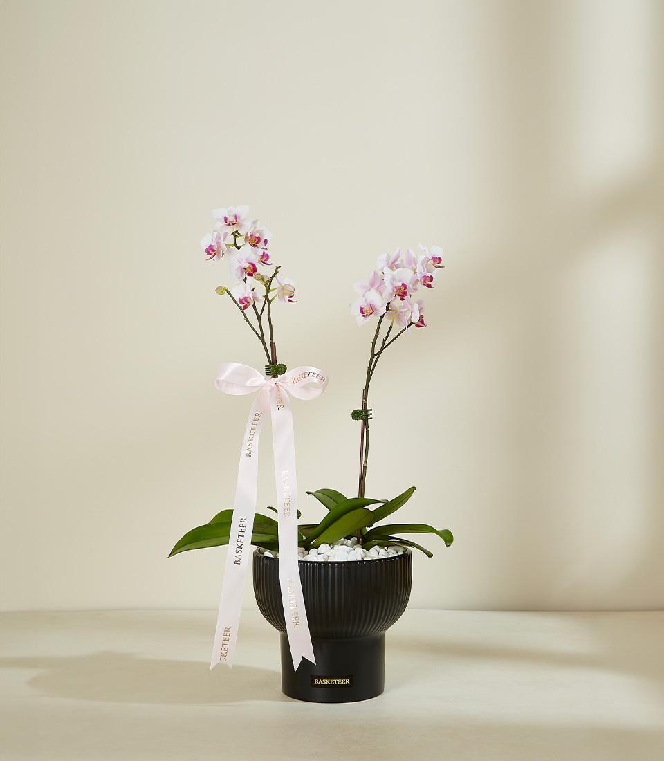 A black, ribbed pot holds two orchid stems adorned with light pink flowers with purple centers. The stems are tied together with a light pink ribbon displaying the text “NAKITTA.” The pot is filled with white pebbles and green leaves extend outward from the base.