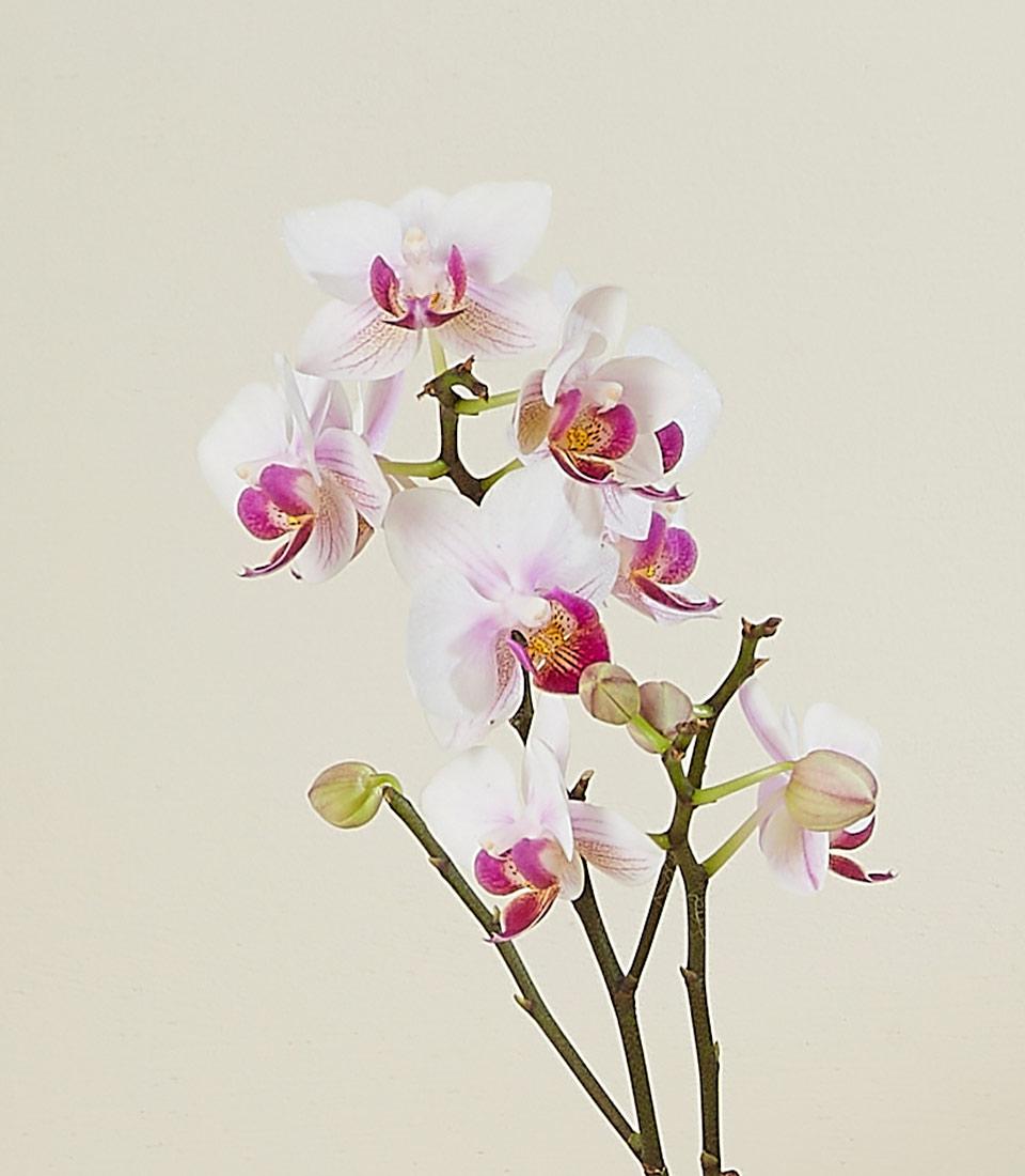 A sprig of delicate white orchids with pink and yellow centers blooms against a light beige background. Several buds on the stem are yet to open.