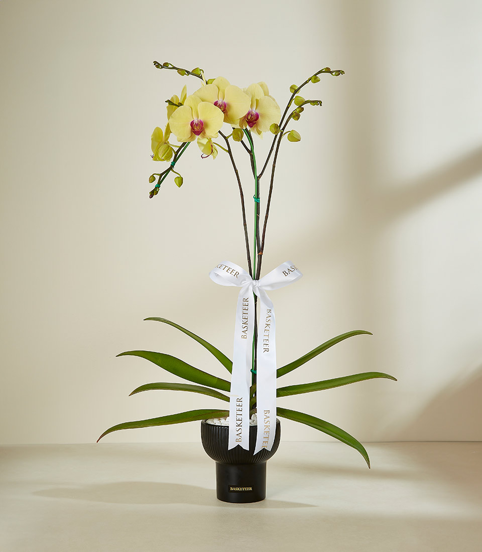 A potted orchid with light yellow flowers and maroon centers sits in a black vase. The orchid has a white ribbon tied around its stem with 