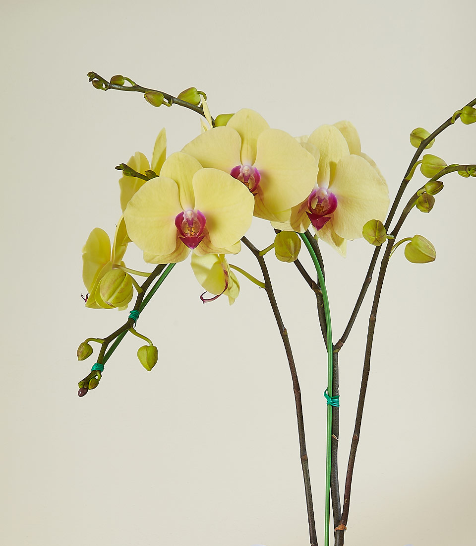 A photo of a Phalaenopsis orchid plant with multiple stems showcases delicate yellow blossoms with a hint of magenta at the centers. The flowers are in various stages of bloom, and some green buds are also visible. The background is a soft, light beige.