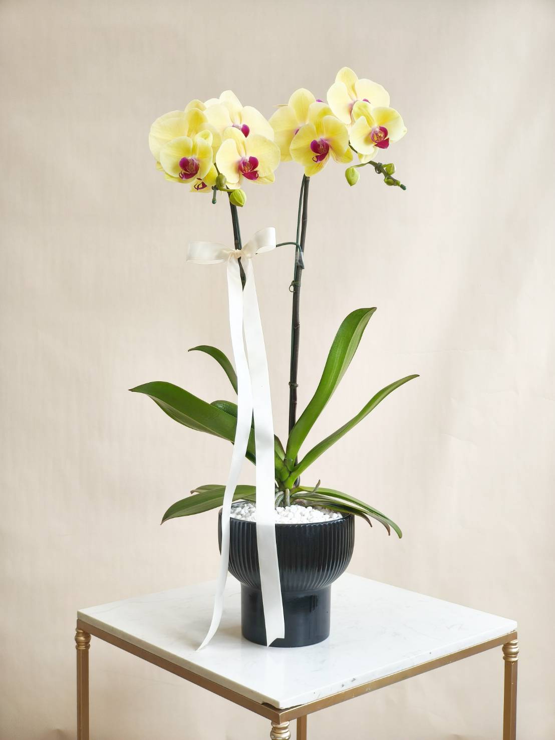 Elegant yellow phalaenopsis orchid plant with pink centers, arranged in a sleek black ceramic vase, decorated with white ribbon.