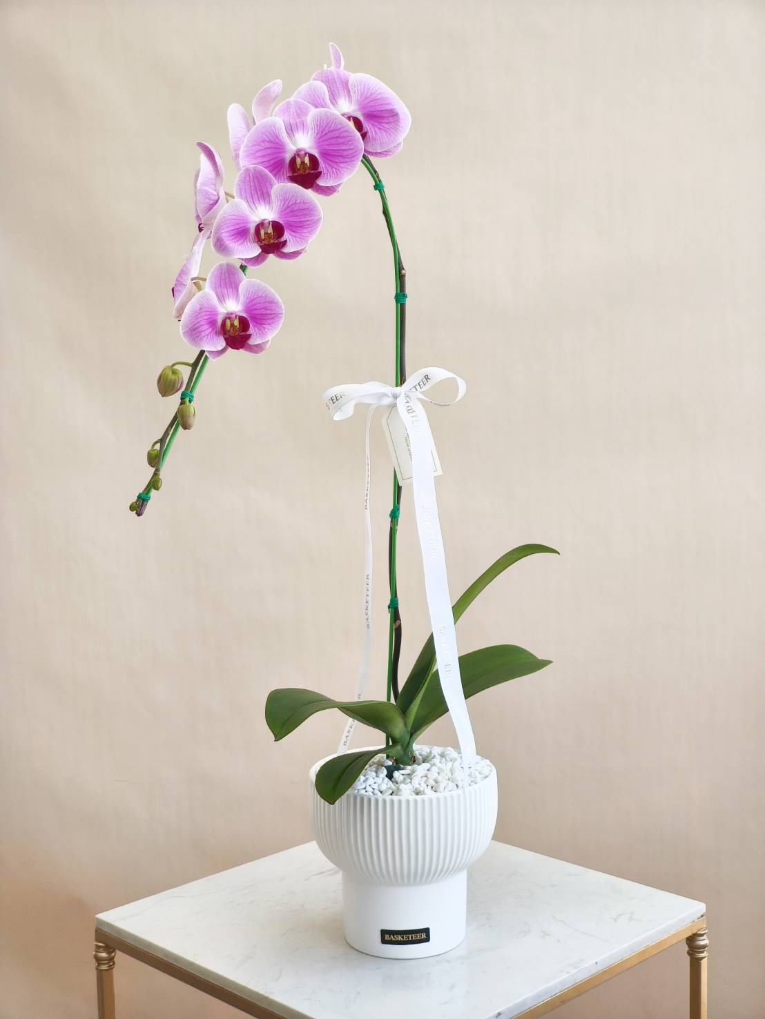 Elegant pink phalaenopsis orchid plant arranged in a modern white ceramic vase with white stones and Basketeer ribbon.