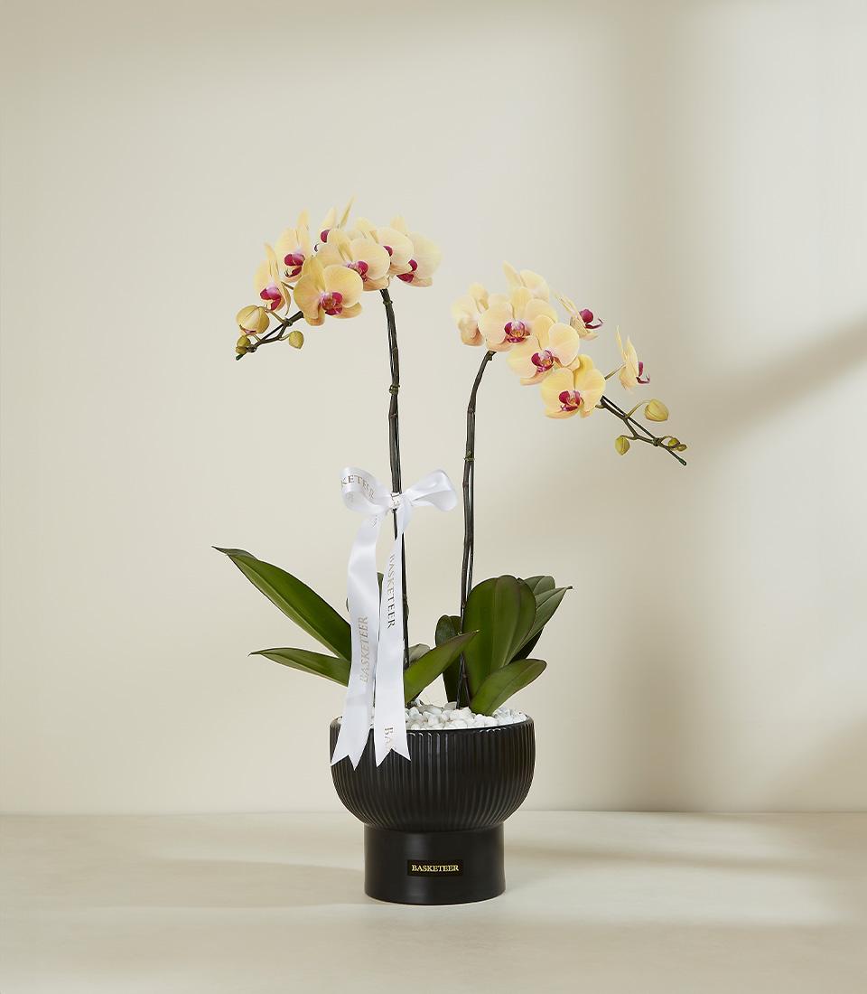 A vibrant yellow Phalaenopsis orchid with multiple blooms in a sleek black ceramic pot.