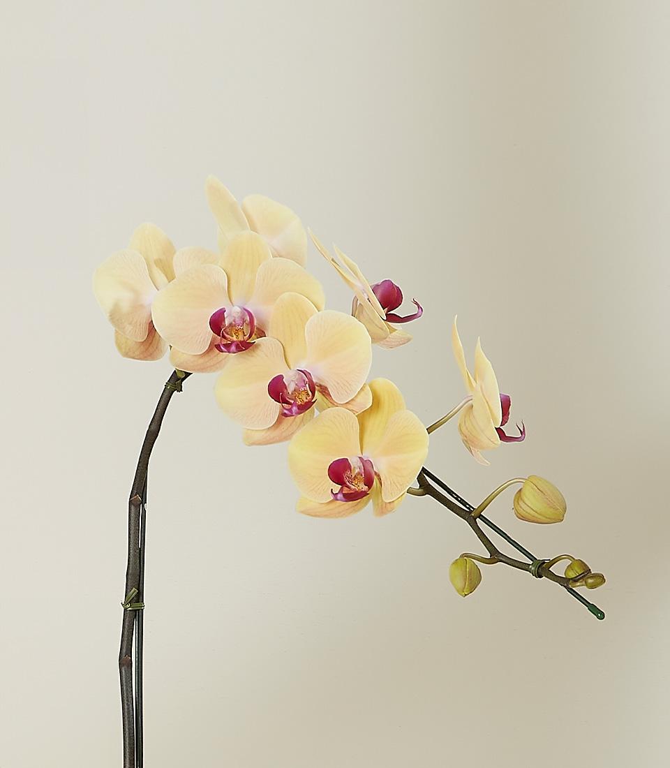 A close-up of a vibrant yellow Phalaenopsis orchid in bloom.
