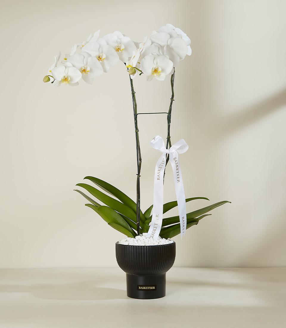 A stunning white Phalaenopsis orchid with multiple blooms in a sleek black ceramic pot.