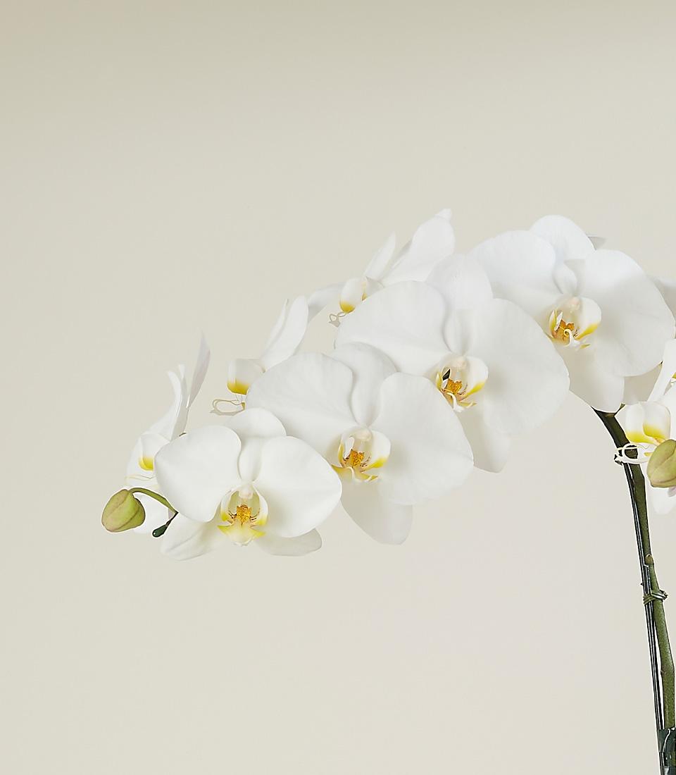 A close-up of a beautiful white orchid with multiple branches, tied with a white ribbon. The orchid is potted in a modern black ceramic container and accented with white stones.