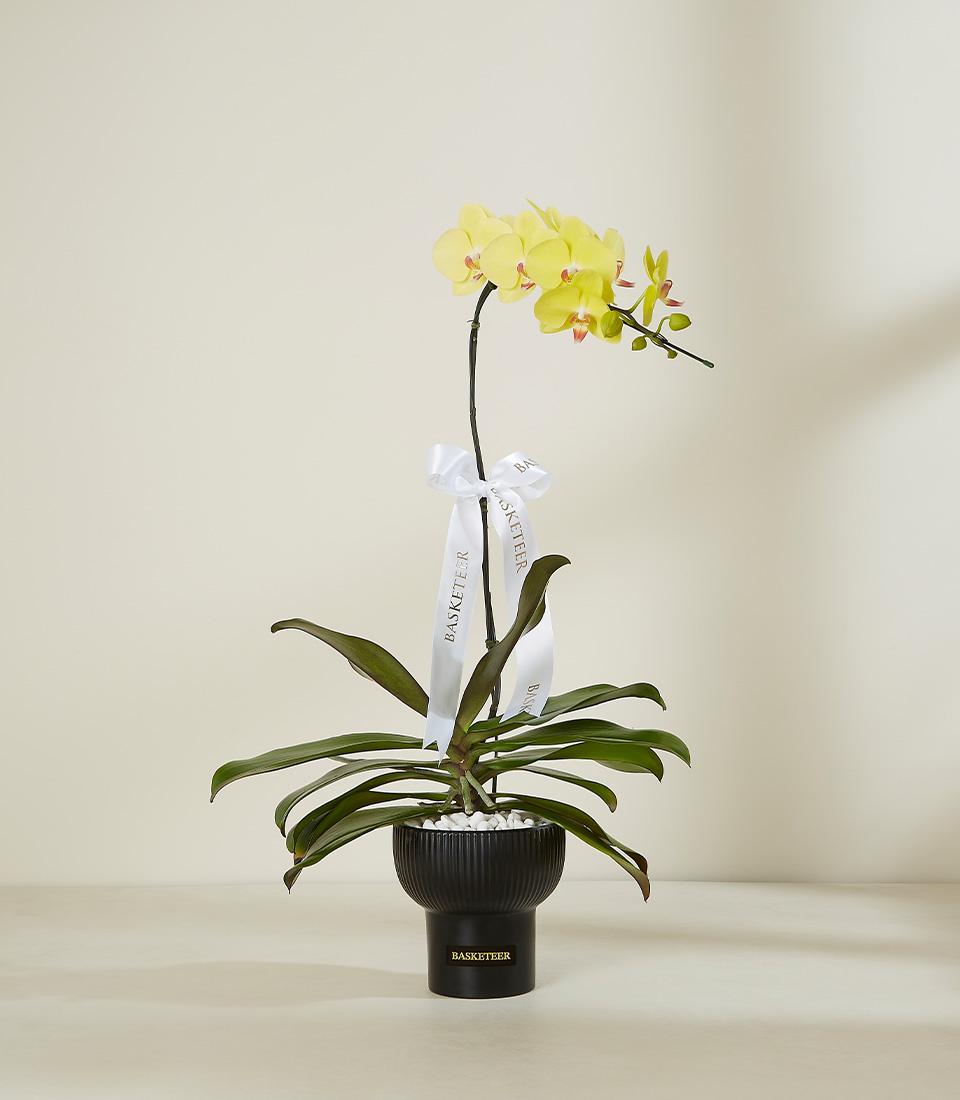 A vibrant yellow Phalaenopsis orchid with multiple blooms in a sleek black ceramic pot. The orchid has large, smooth petals and a graceful arch, adorned
