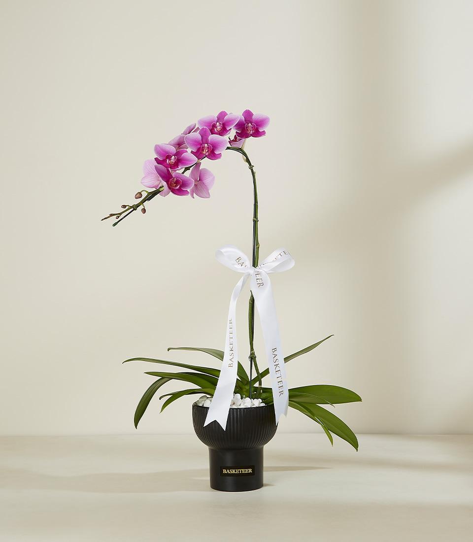 A single potted orchid with vibrant purple flowers perched on a tall, slender stem with a couple of green leaves at the base. The stem is tied with a white ribbon that has text on it. The pot is black with the word 