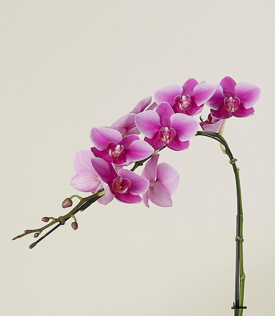 A single stem of vivid pink orchids with multiple blooms and a few buds arrayed on a curving branch against a plain light background. Each blossom has a deeper pink center and light pink edges. The stem is supported by a thin, dark green stake.