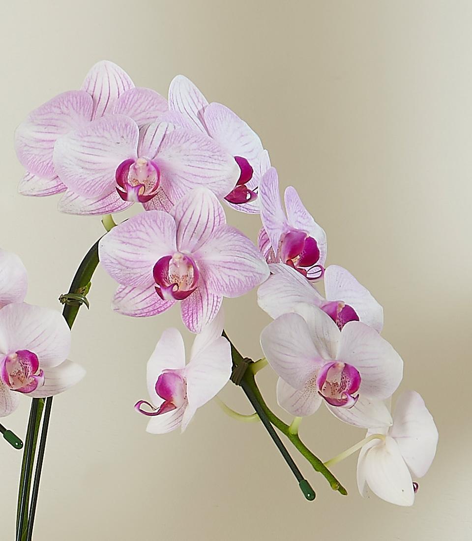 A close-up of a blossoming orchid plant with multiple flowers. The petals are pale pink with a gradient to purple at the center, where there is a deeper pink and yellow pattern. The flowers, exuding an air of grandeur, are arranged on a curved green stem against a light background.