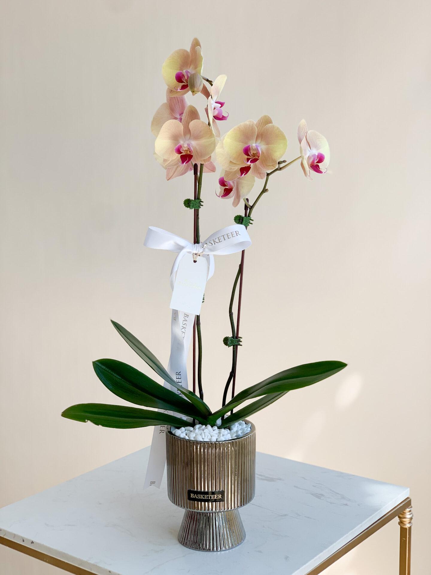 An Elegant Orchid Duo in a ribbed, metallic gold planter with delicate light pink and yellow blooms complemented by dark green leaves is placed on a white surface. White pebbles top the vase, while a white ribbon and tag adorn one of the plant's stems.