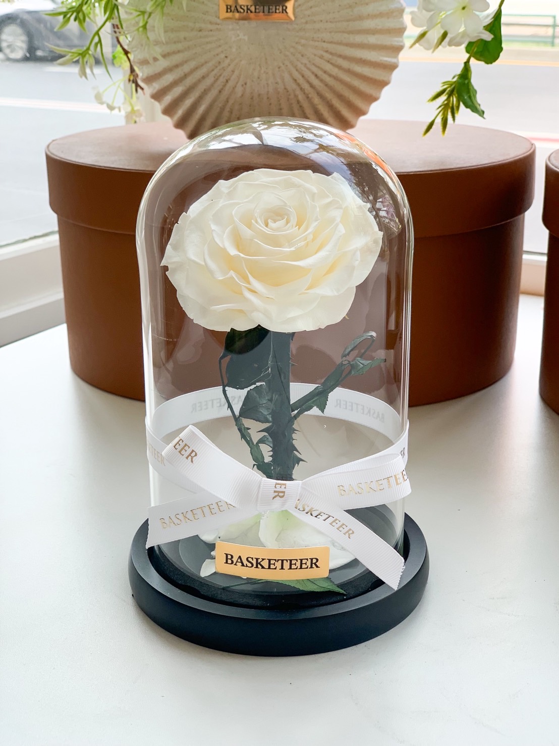 Elegant white preserved rose in a glass dome with black base and Basketeer ribbon, perfect luxury everlasting flower gift.